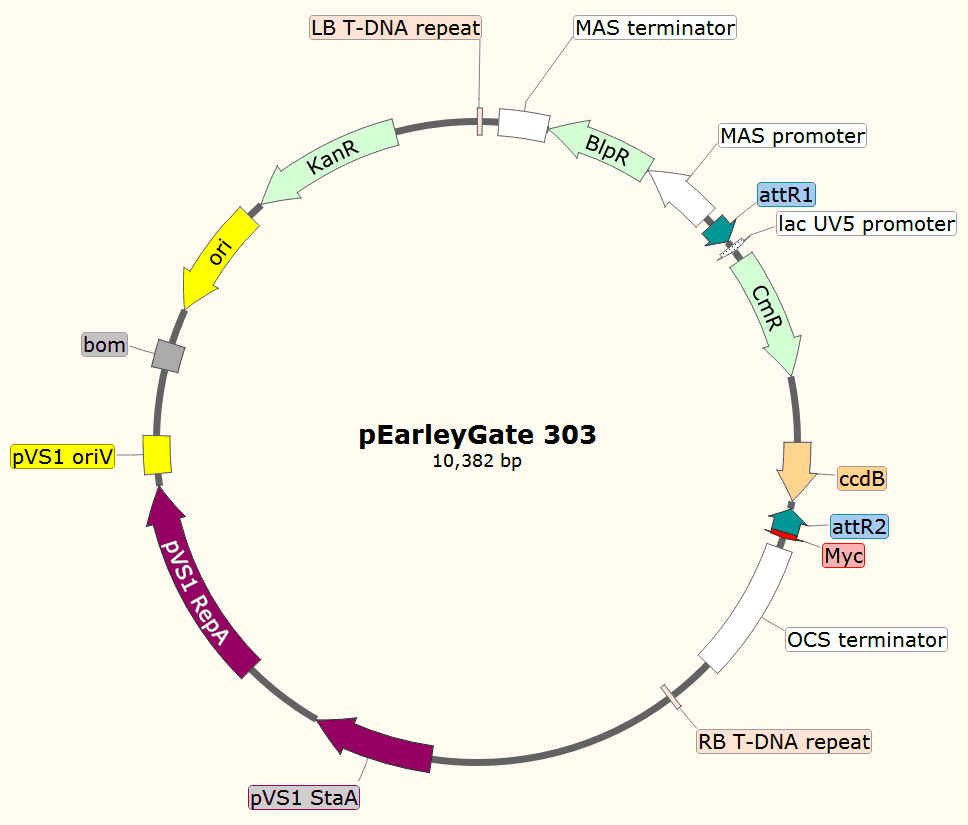 pEarleyGate303载体图谱